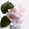 96СN-R46 Диффуз.Rose Bud French Pink,спрей White Gardenia 5мл уп 